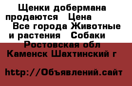 Щенки добермана  продаются › Цена ­ 45 000 - Все города Животные и растения » Собаки   . Ростовская обл.,Каменск-Шахтинский г.